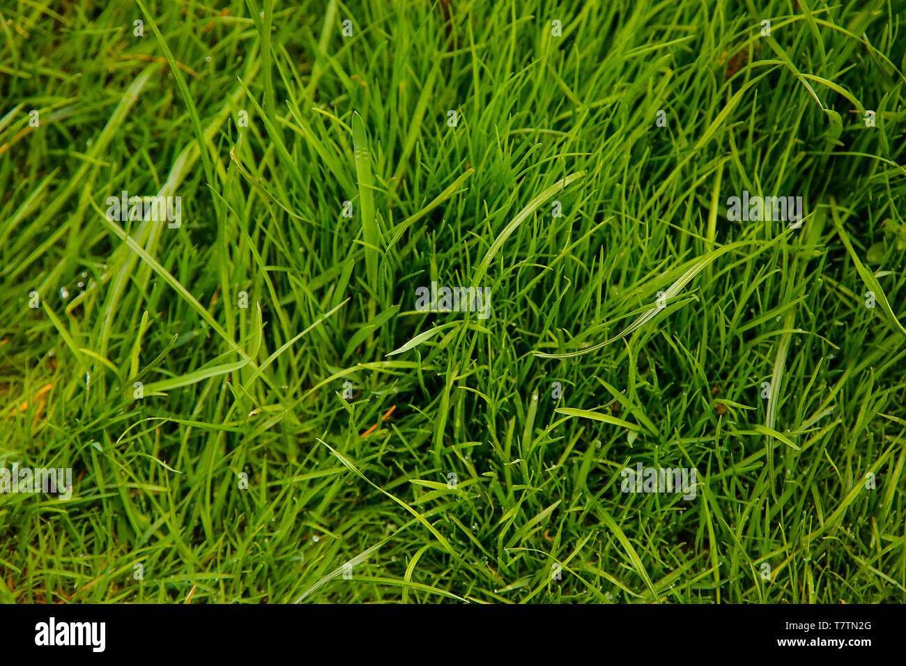 Thick green grass grows on the ground.Texture or background Stock Photo