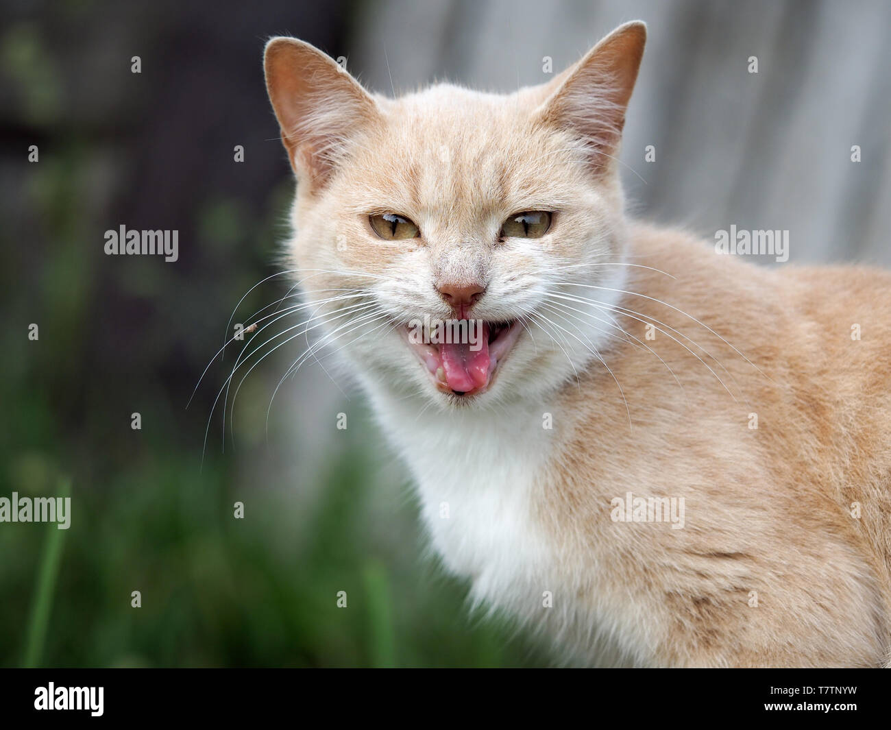 Cat meows hi-res stock photography and images - Alamy