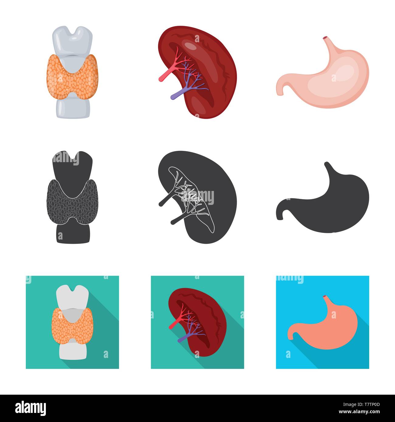 dorsal,kidney,stomach,spinal,urinary,digestive,bones,beans,gastric