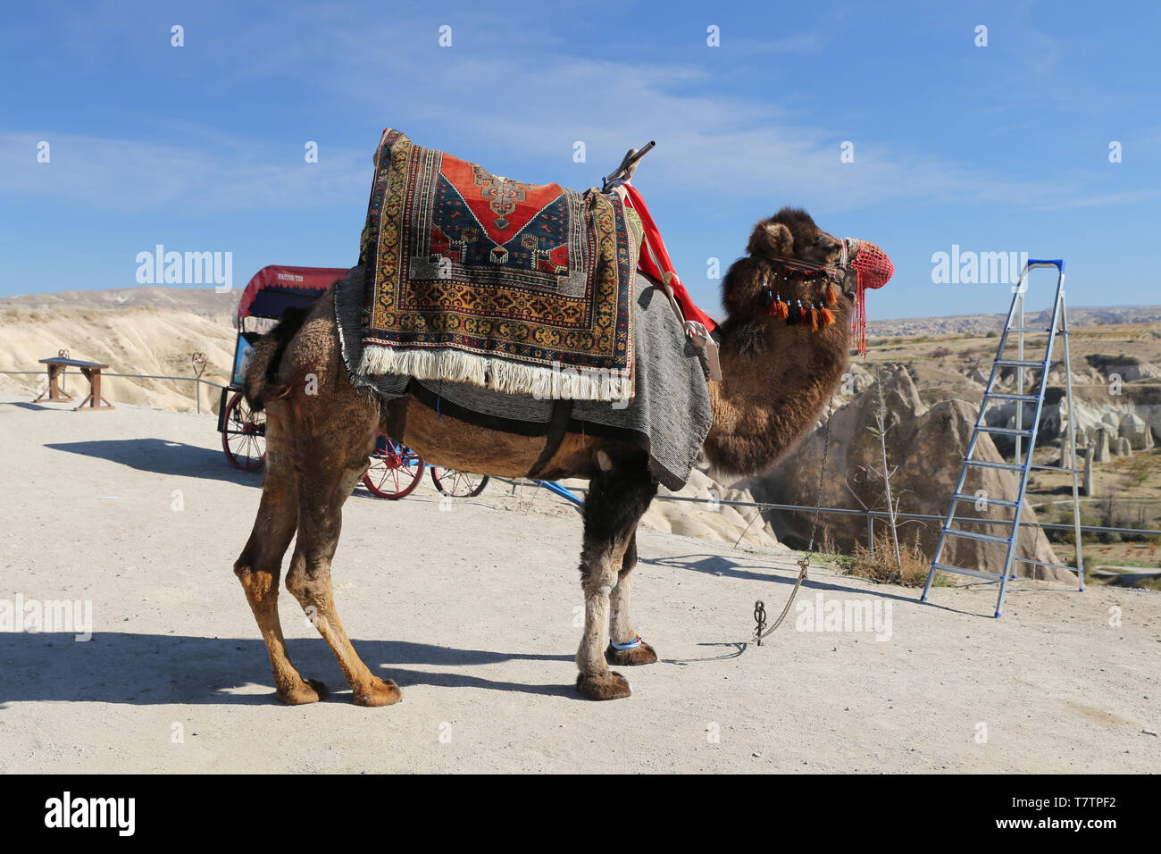 Camel cappadocia in nevsehir hi-res stock photography and images - Alamy