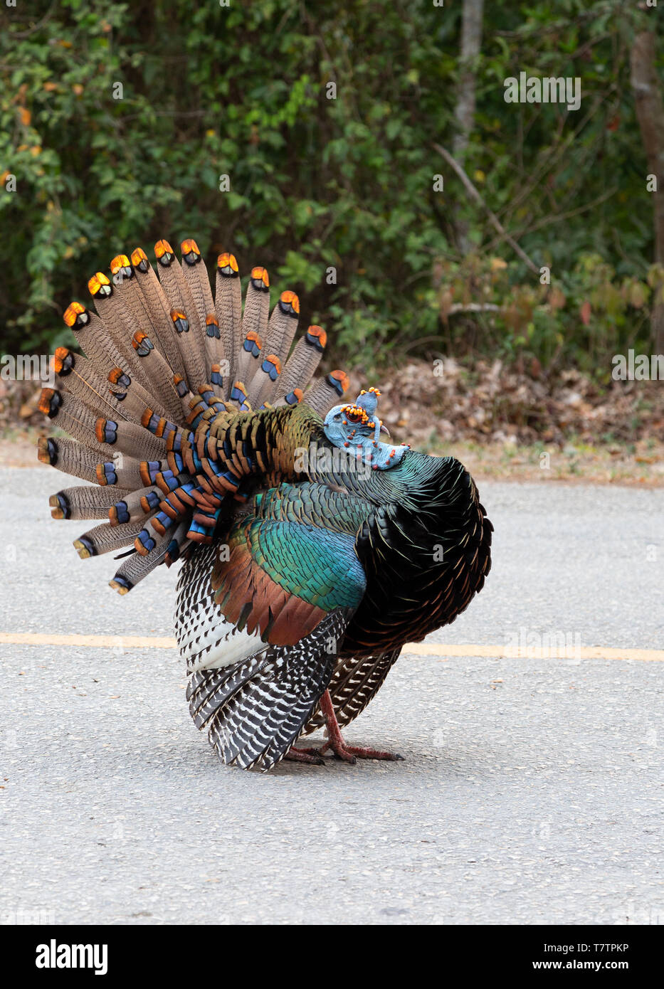 An Ocellated turkey bird, adult male, ( Meleagris ocellata ) on the road, Tikal, Guatemala, Central America Stock Photo