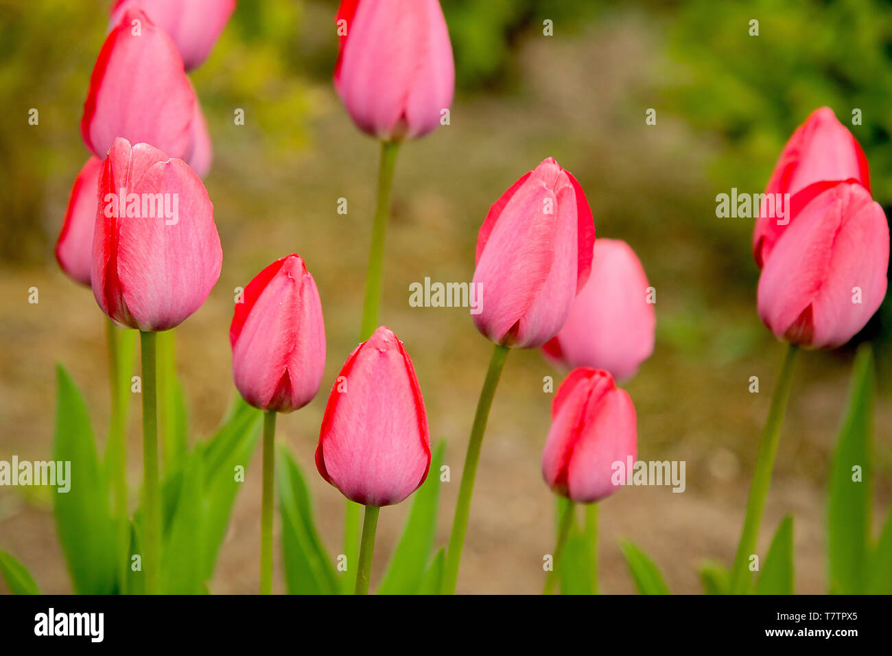 Tulip buds hi-res stock photography and images - Alamy