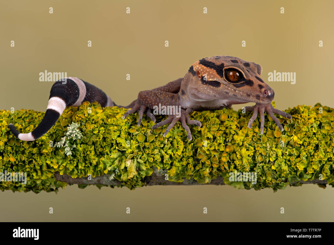 Vietnamese Cave Gecko Goniurosaurus Araneus Stock Photo Alamy