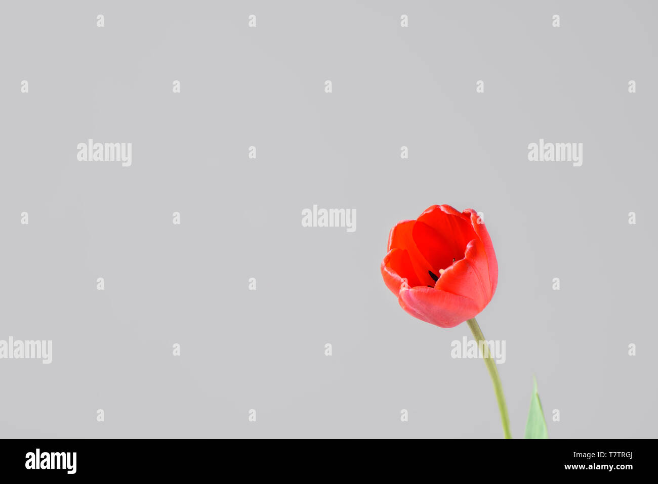 Red tulip bud on a grey background. Close up Stock Photo