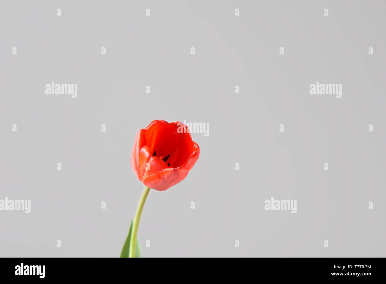 Red tulip bud on a grey background. Close up Stock Photo