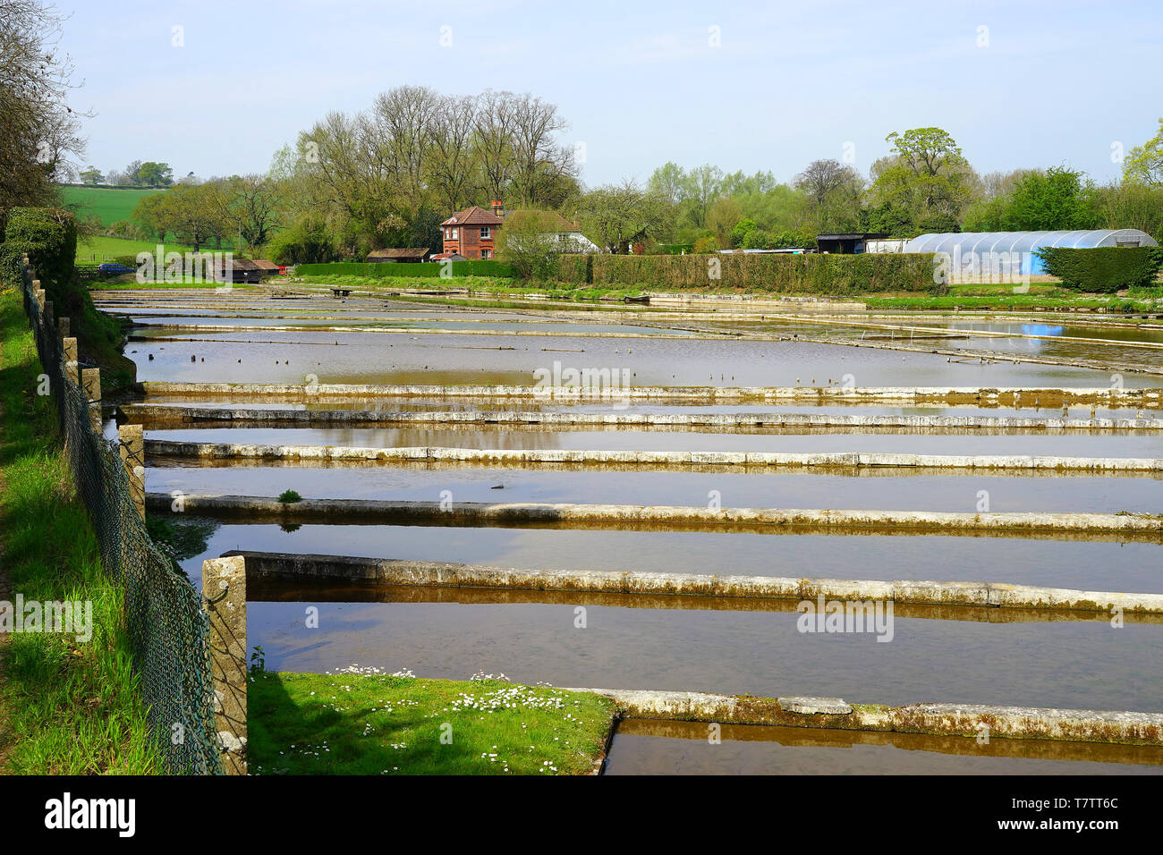 Watercress beds on the River Mimram at Whitwell, Hertfordshire Stock Photo