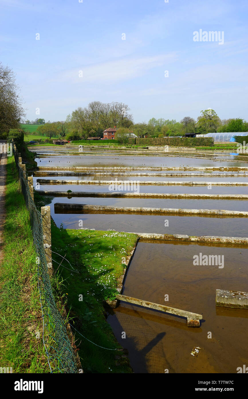 Watercress beds on the River Mimram at Whitwell, Hertfordshire Stock