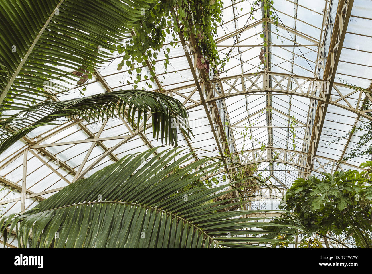 Tropical greenhouse glasshouse sunny interior full of lush green plants ...