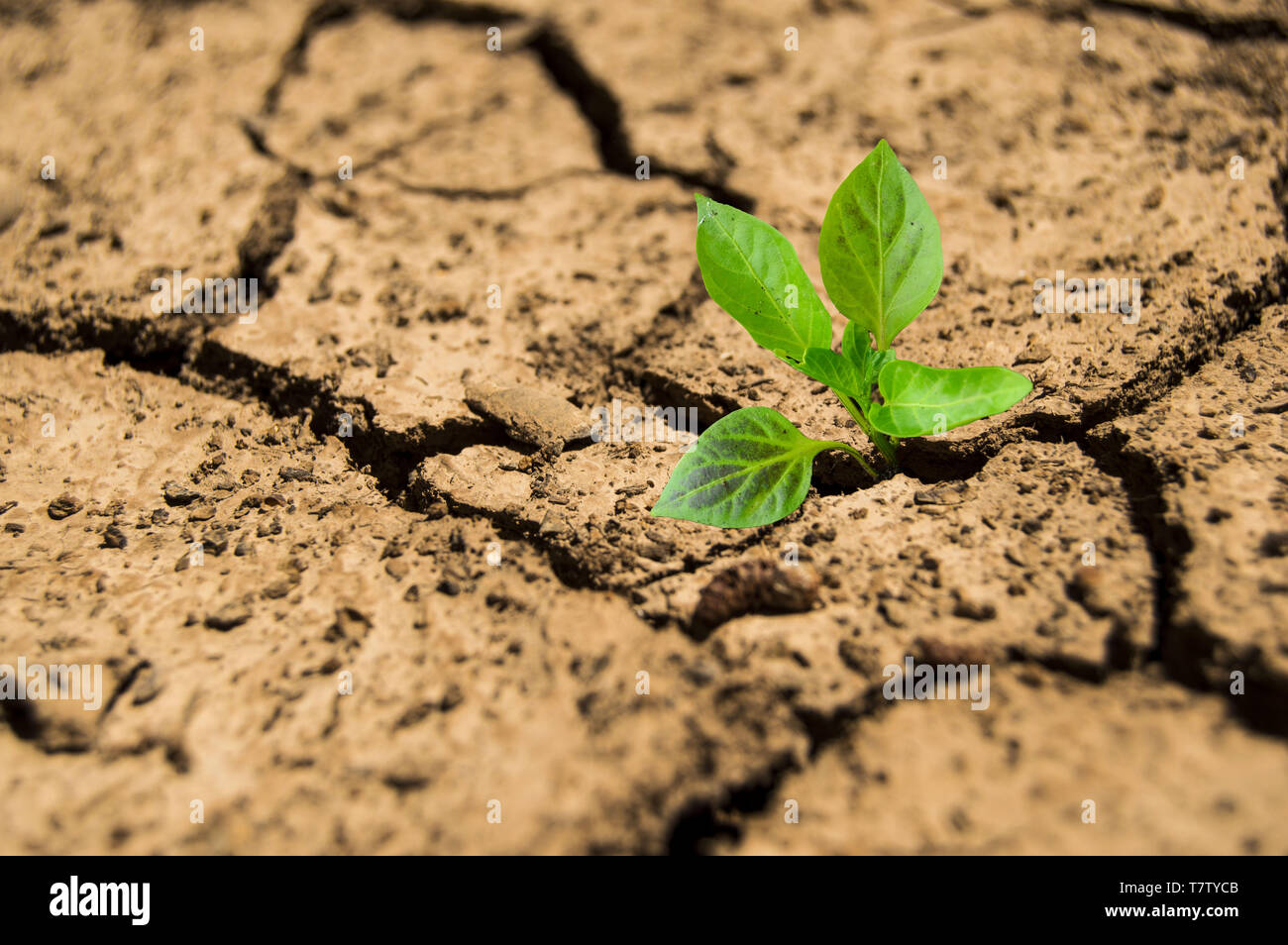 Young plant growing in arid soil. Power or success concept Stock Photo