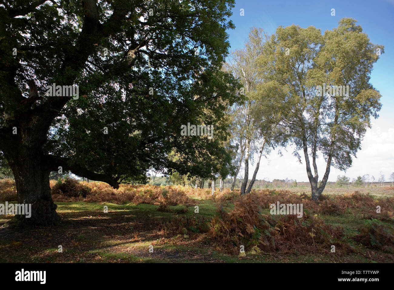 New Forest National Park, Hampshire, UK Stock Photo Alamy