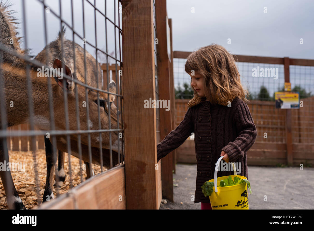 A 4-year old girl feeds deer at a animal park in Harpursville, NY., United States Stock Photo