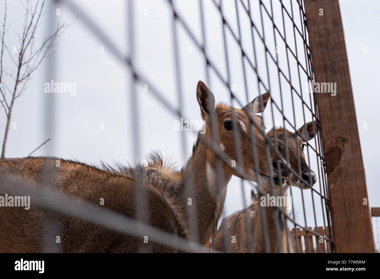 African deer on display at a zoo in Harpursville, NY. United States Stock Photo