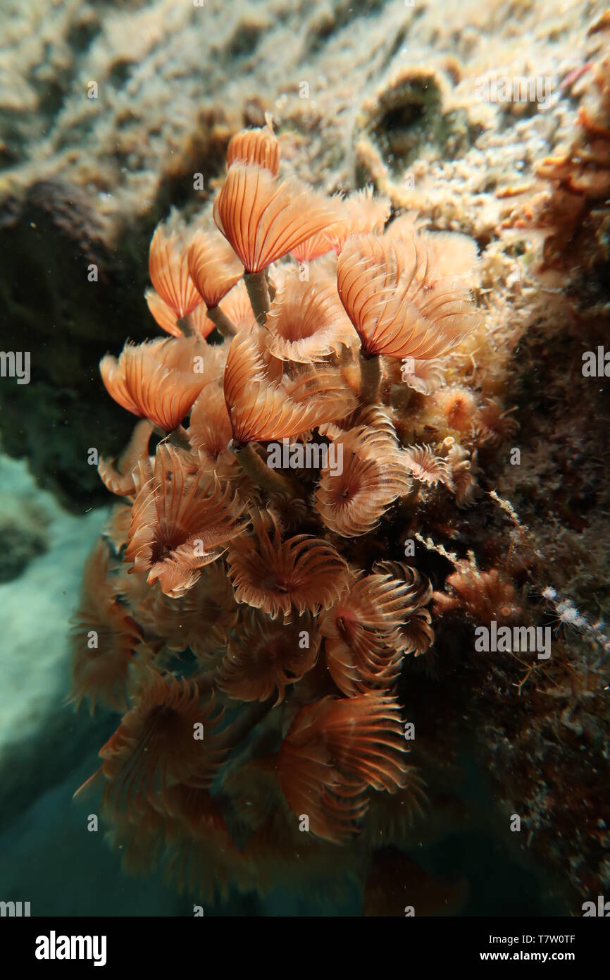 ocean flower bouquet  (feather duster/tube worm) Stock Photo
