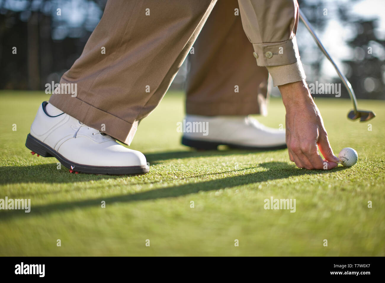 Hand placing a golf ball on a golfing green Stock Photo Alamy
