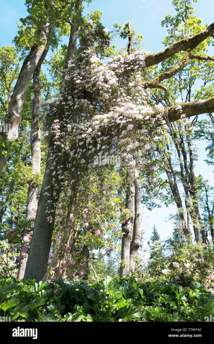 Pink flowers growing on a large tree in Hendricks Park in Eugene