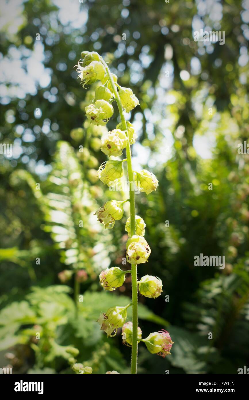 Fringecups - Tellima grandiflora - in Hendricks Park in Eugene, Oregon, USA. Stock Photo