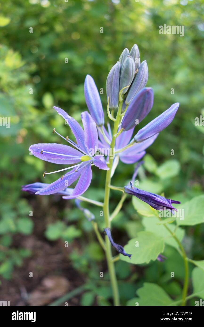 Camas flowers Camassia in Hendricks Park in Eugene, Oregon, USA