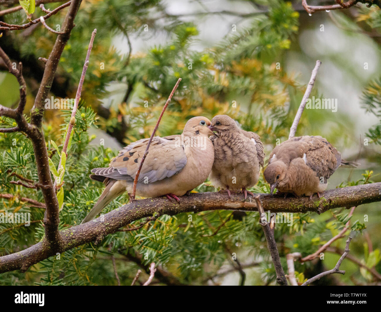 Mourning dove (Zenaida macroura) parent feeding crop milk to fledgling. Stock Photo