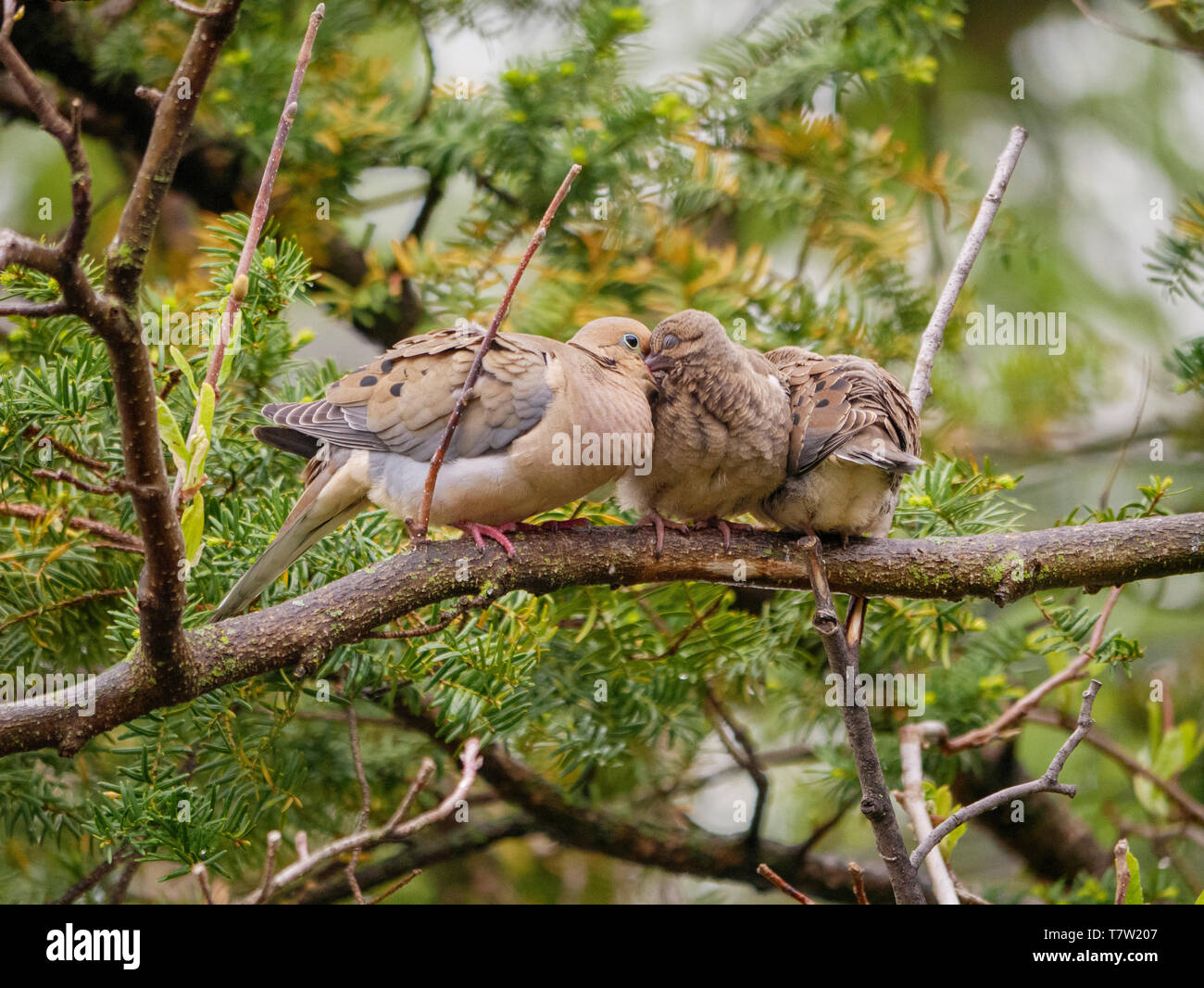 Mourning dove (Zenaida macroura) parent feeding crop milk to fledgling. Stock Photo