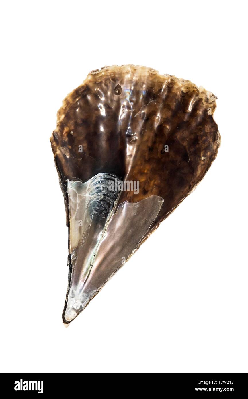Fossil shark tooth, Isabela Island, Galapagos Islands, Ecuador Stock