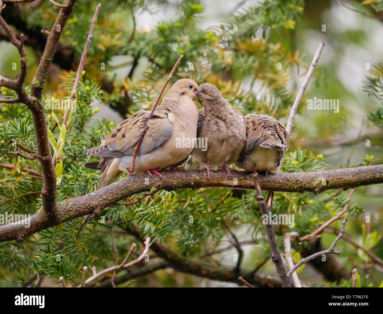 Mourning Dove Baby High Resolution Stock Photography And Images Alamy