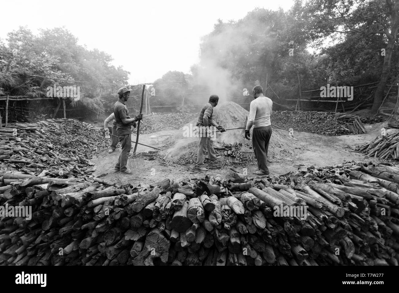 Workers making charcoal for using in barbeque Stock Photo