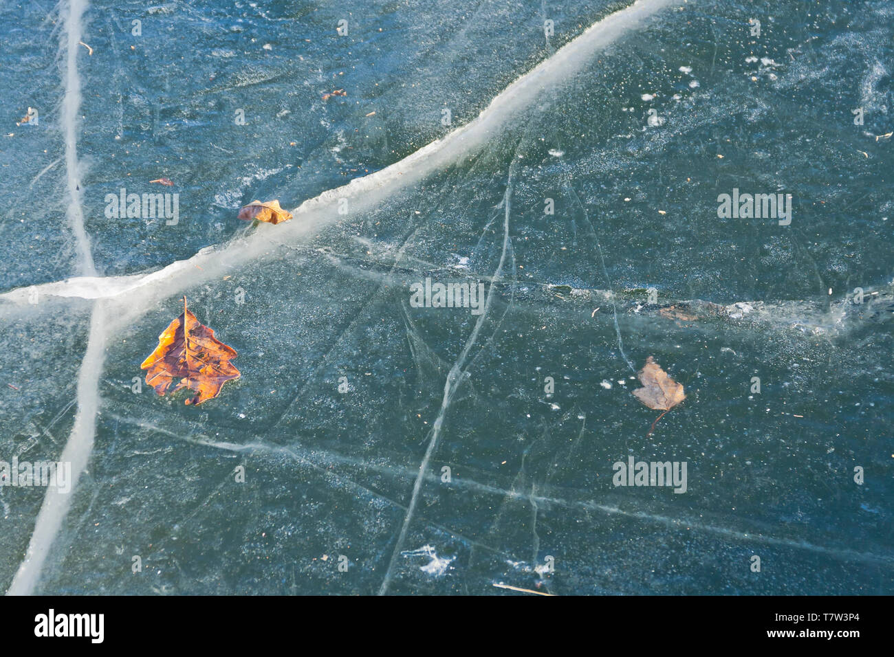 Two fallen leaves on top of the ice and one between layers of ice. Early morning in winter around the lake at St. Louis January-Wabash Park. Stock Photo