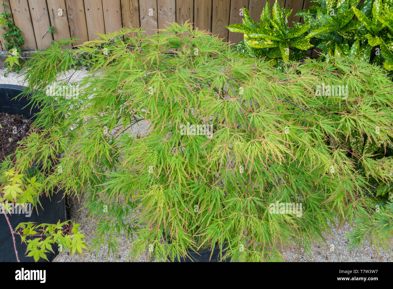 japanese maple seriyu in a pot and outdoor with aucuba japonica or golden plant background Stock Photo