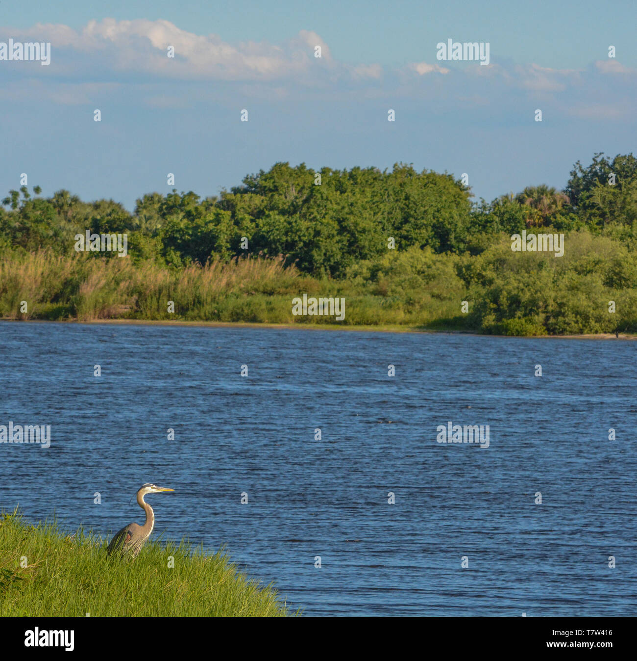 Great Blue Heron looking over Okeechobee Lake Stock Photo