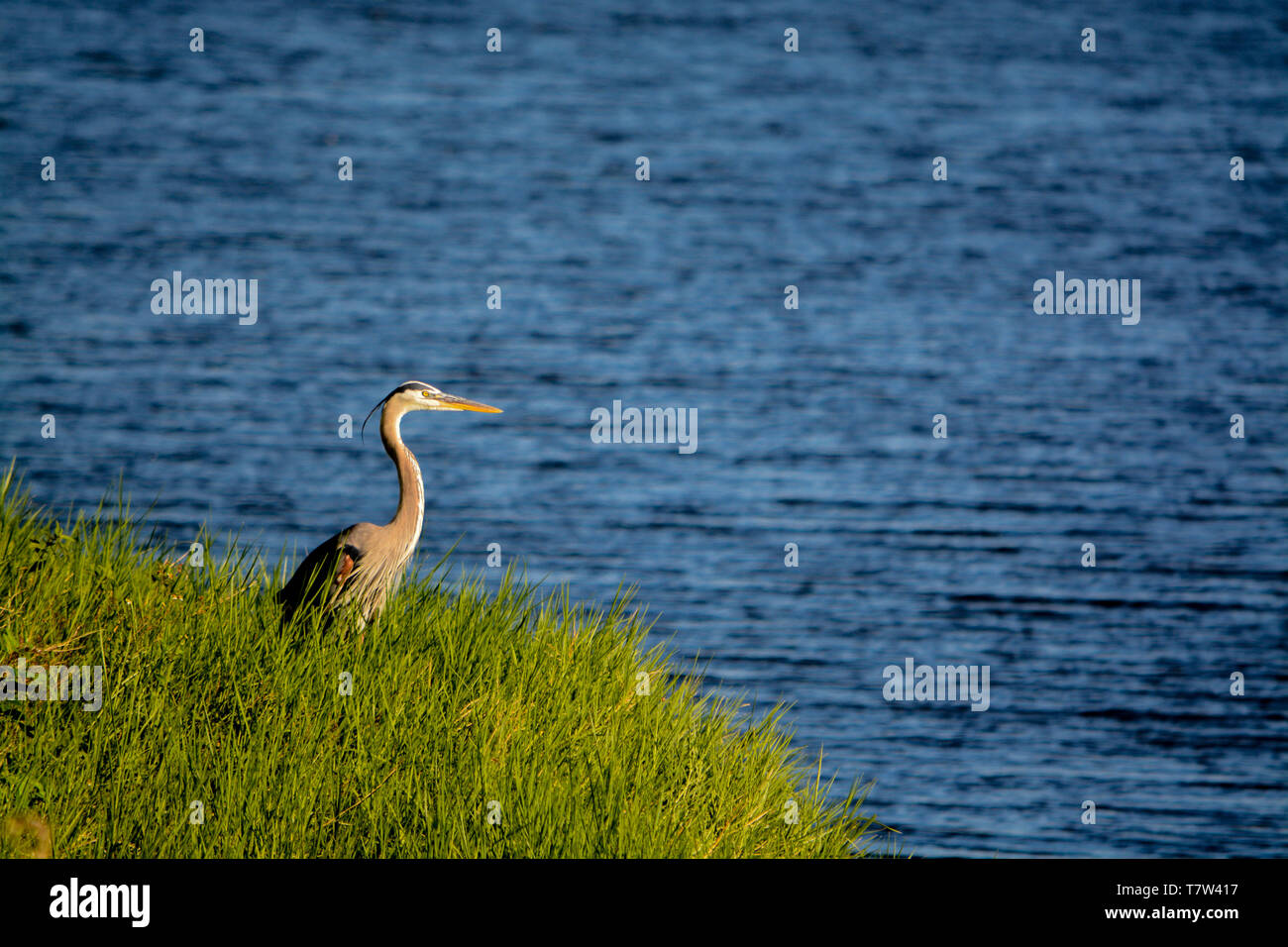 Great Blue Heron looking over Okeechobee Lake Stock Photo Alamy