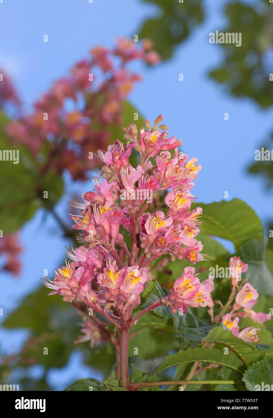 Chestnut flowers in Germany Stock Photo Alamy