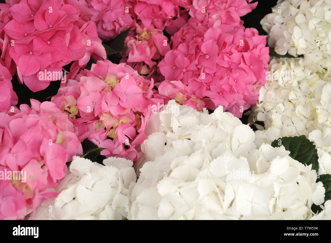 close-up of pink and white flowers of hydrangea shrubs Stock Photo - Alamy