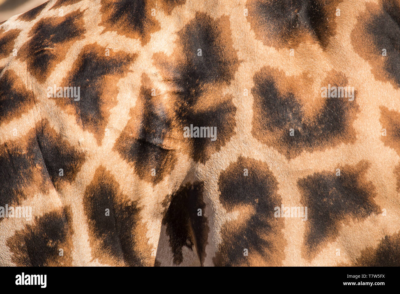 Genuine leather skin of giraffe with light and dark brown spots. Stock Photo