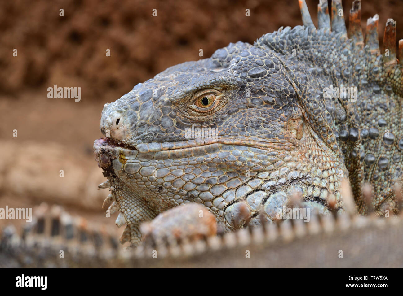 Close up portrait of a gree iguana (iguana iguana Stock Photo - Alamy