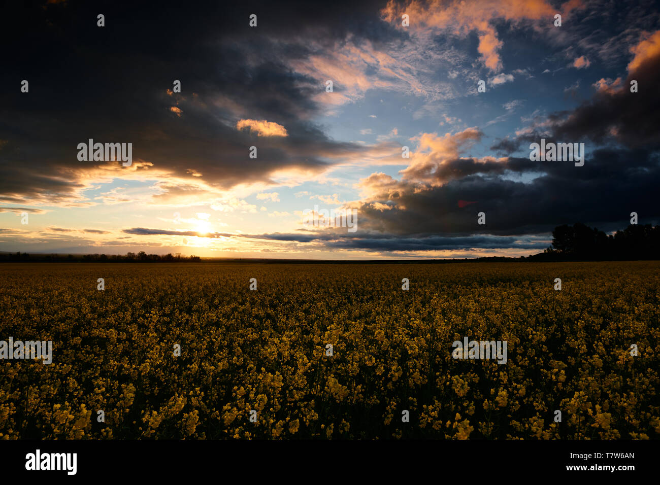Rapeseed flowers at evening. Beautiful sunset with dark blue sky