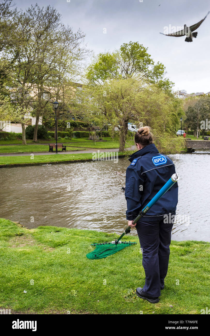 An RSPCA Animal Collections Officer standing on a lakeside with a net waiting patiently to catch an injured duck in Newquay in Cornwall. Stock Photo