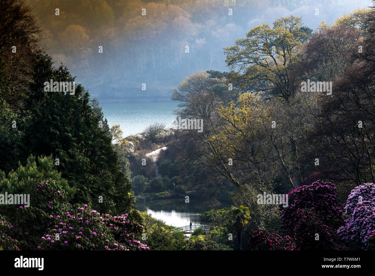 Cornwall Rhododendron Rhododendrons in full bloom in a misty Trebah Garden in Mawnan Smith in ...