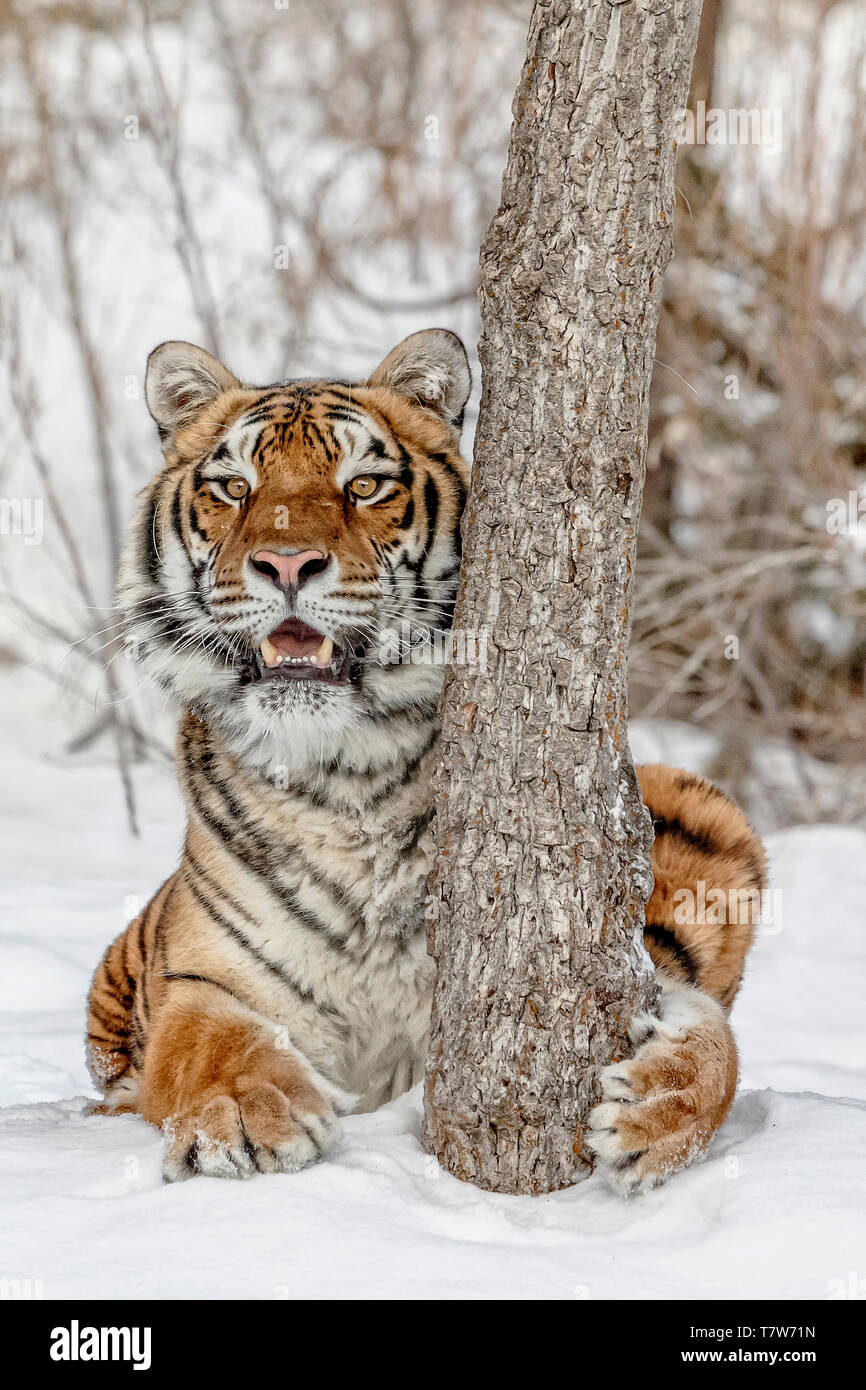 The tiger is the largest of the big cats and can be to 11 ft and up to 670 pounds. This is a Siberian is the largest of the big cats. Stock Photo