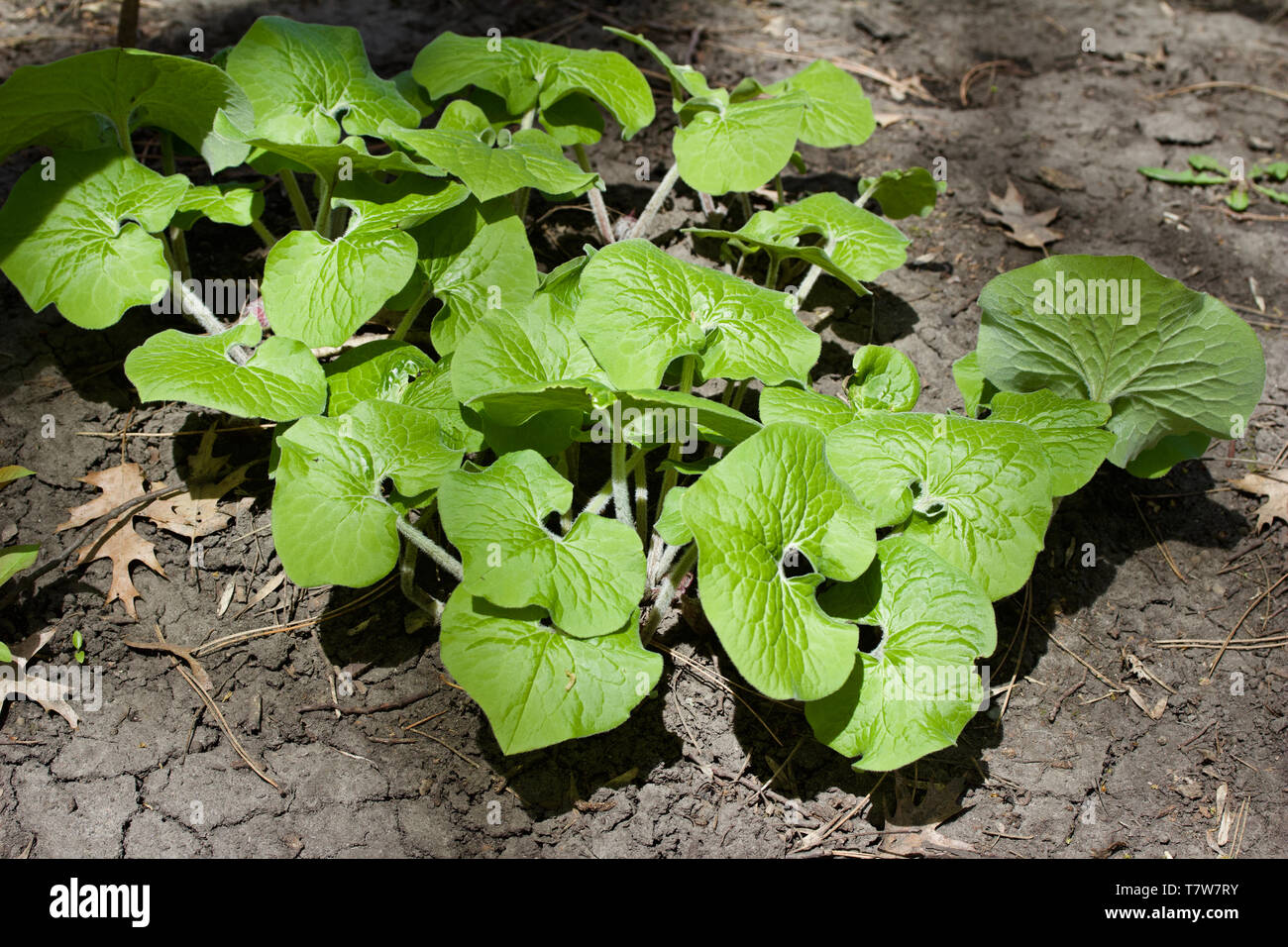 Close up view of uncultivated wild ginger plants growing in their native woodland environment