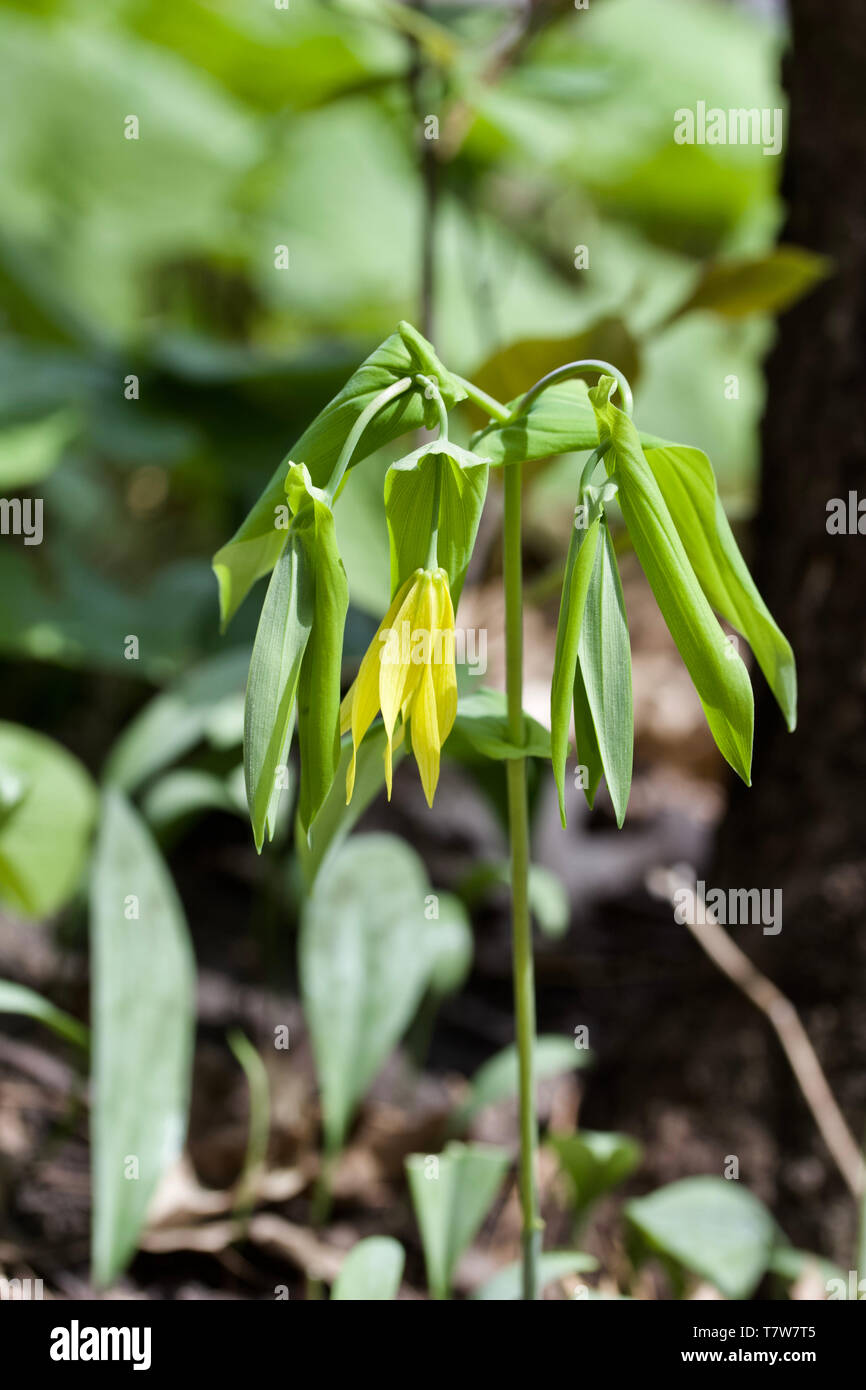 Macro view of a delicate Large-flowered Bellwort wildflower (uvularia grandiflora) blooming in its native woodland habitat Stock Photo