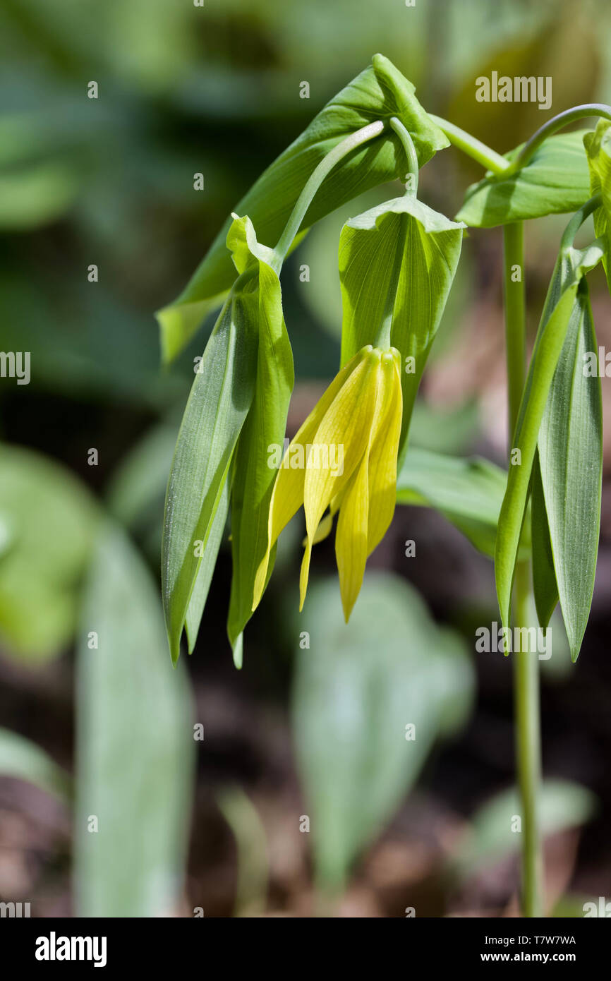 Macro view of a delicate Large-flowered Bellwort wildflower (uvularia grandiflora) blooming in its native woodland habitat Stock Photo
