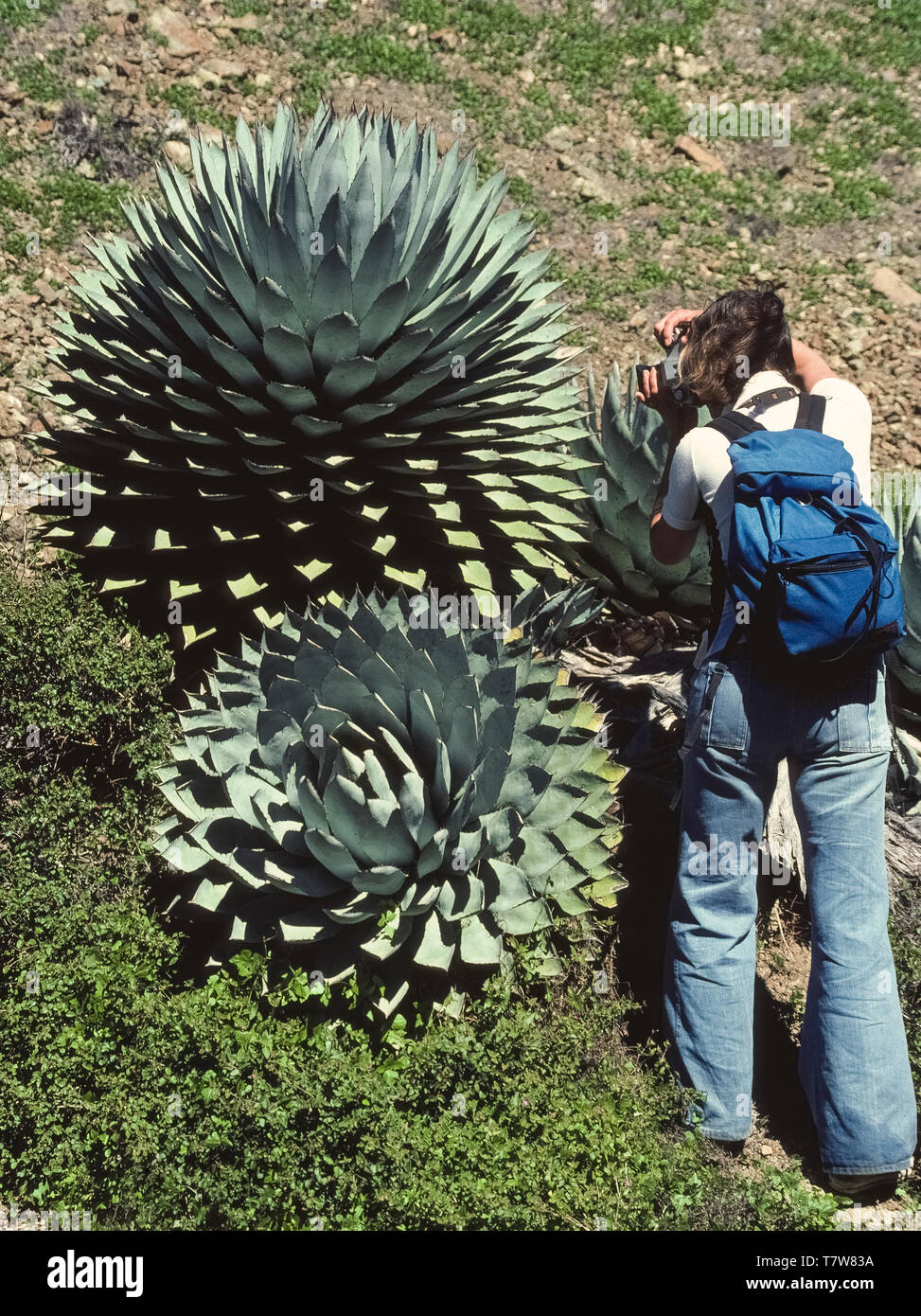 The large fleshy leaves of an Agave sebastiana (Silver Lining) plant are being photographed close up by a woman visitor to Cedros Island in the Pacific Ocean on the west coast of Baja California in Mexico, North America. Also known as the Cedros Island agave, this succulent grows in a rosette pattern that can be as wide and as tall as 3 to 5 feet (.91-1.5 meters). There are nearly 200 species of agave plants, including one used to make tequila, the popular Mexican liquor. Agaves are sometimes confused with cactuses, which come from a different plant family. Stock Photo