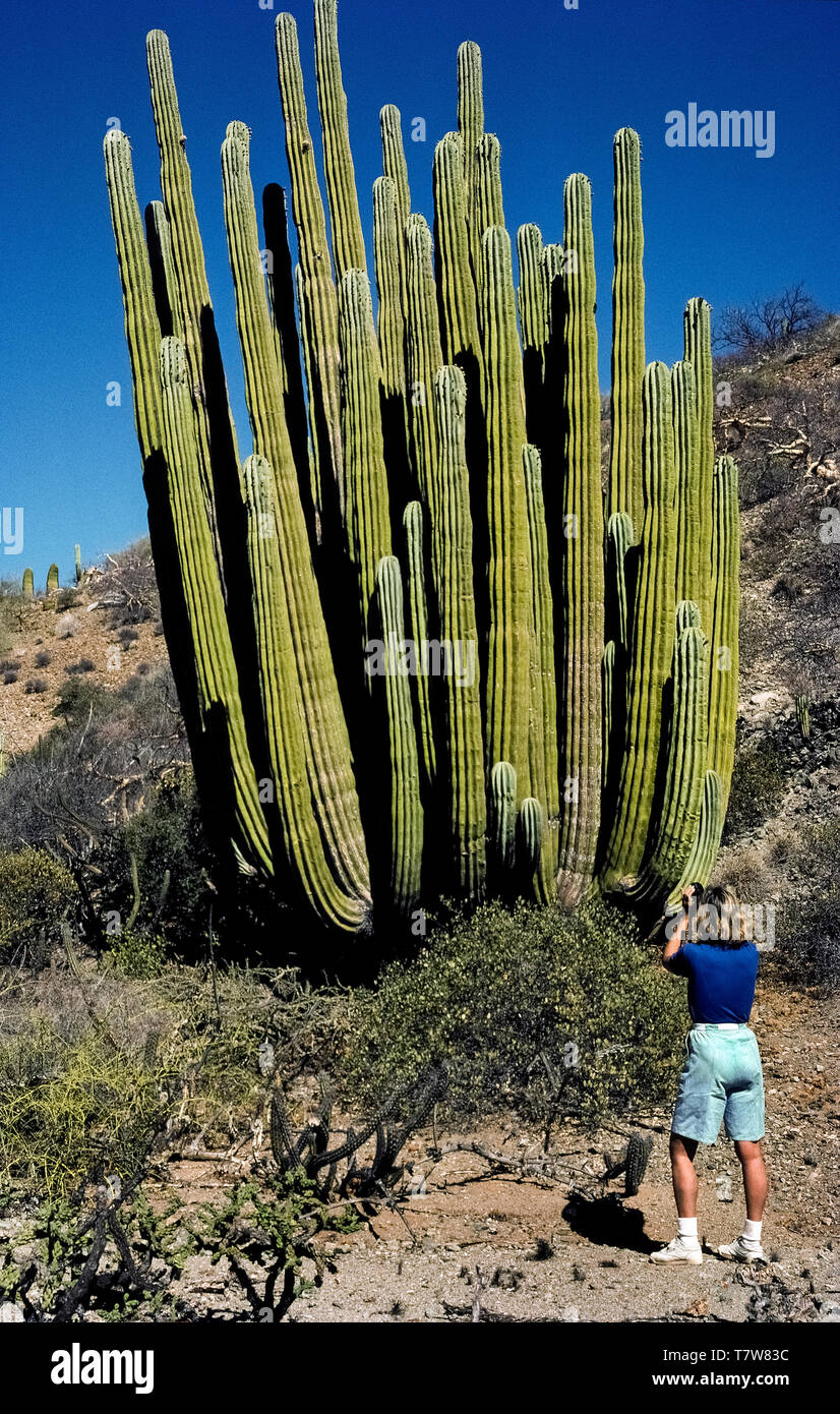 A Mexican giant cordon cactus (Pachycereus pringlei) dwarfs a woman  photographing the exotic desert plant during a visit to remote Santa  Catalina Island in the Sea of Cortez off the east coast