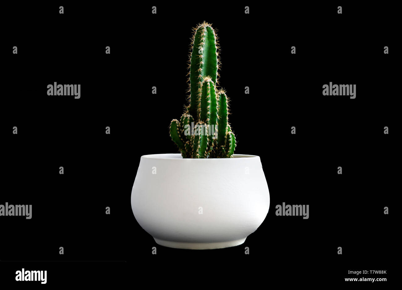 Close up Dark Green Cactus Plant on White Pot Isolated on Black