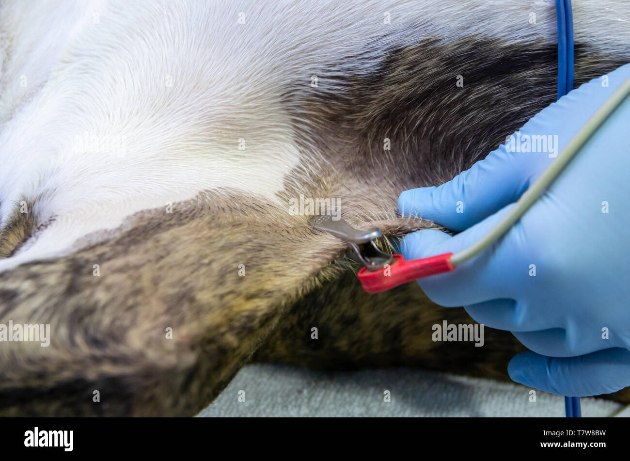 Electrocardiography clamp in an anesthetic dog for its surgical monitoring Stock Photo