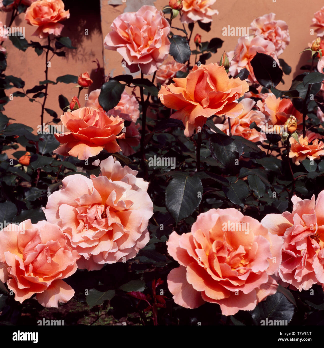 Close-up of pale orange roses Stock Photo - Alamy