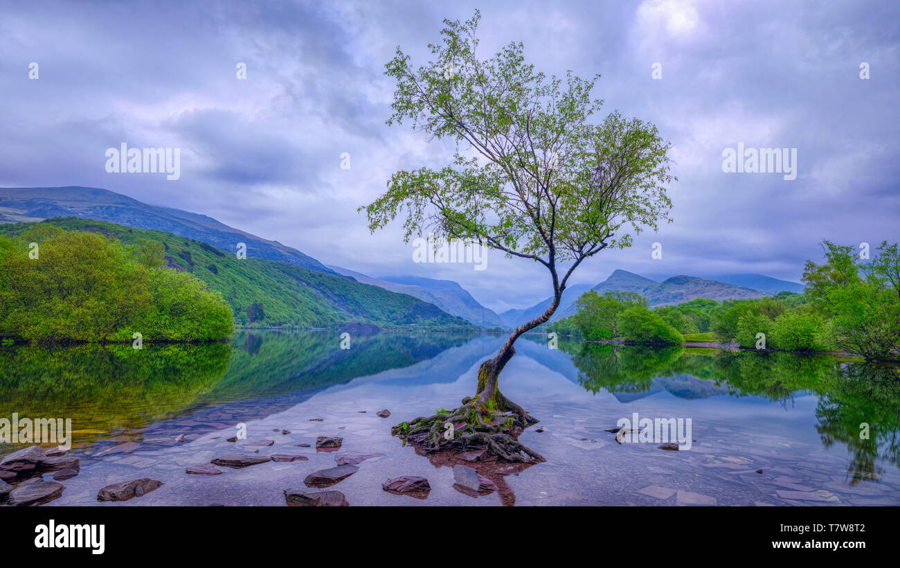 Llanberis, Wales - May 1, 2019:  'The Lonely Tree' of llyn Padarn near Llanberis in Snowdonia, Wales Stock Photo