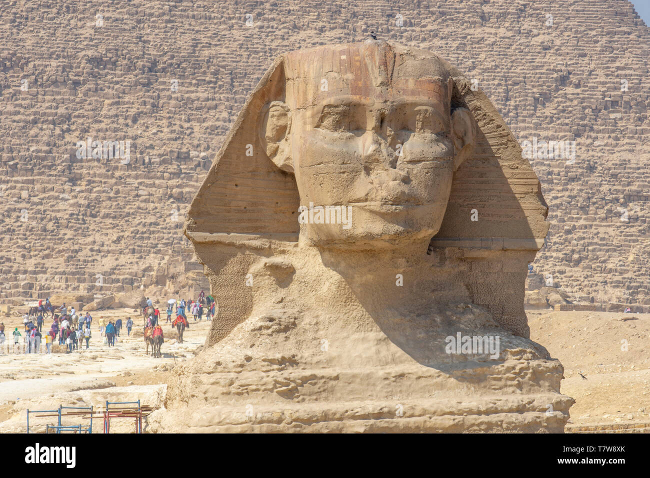 Visitors seem tiny as they pass near the Great Sphinx of Giza, believed to have been created around 2500 BCE for Pharaoh Khafra. Stock Photo