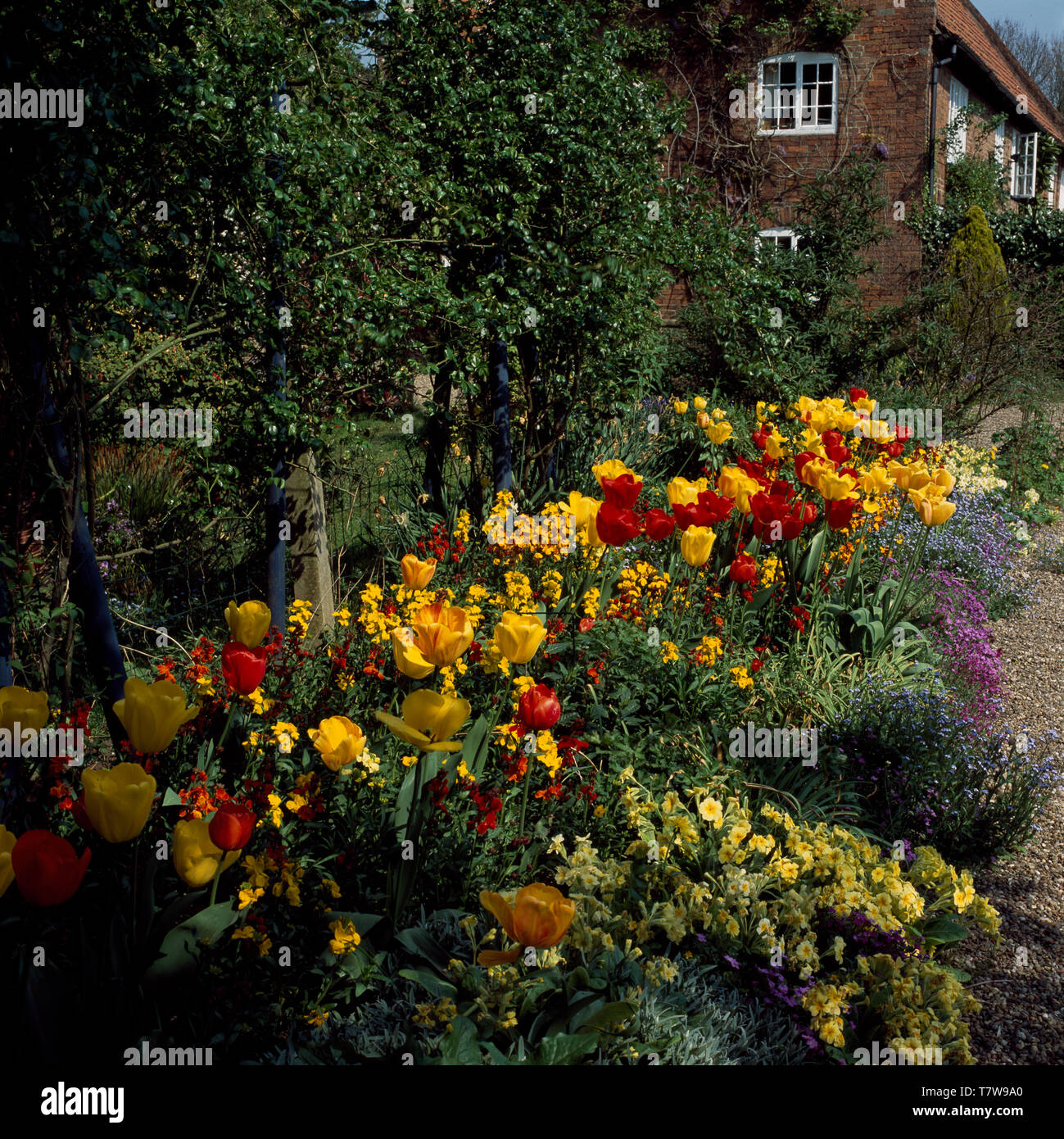 Red and yellow tulips in border with primroses and wallflowers Stock ...