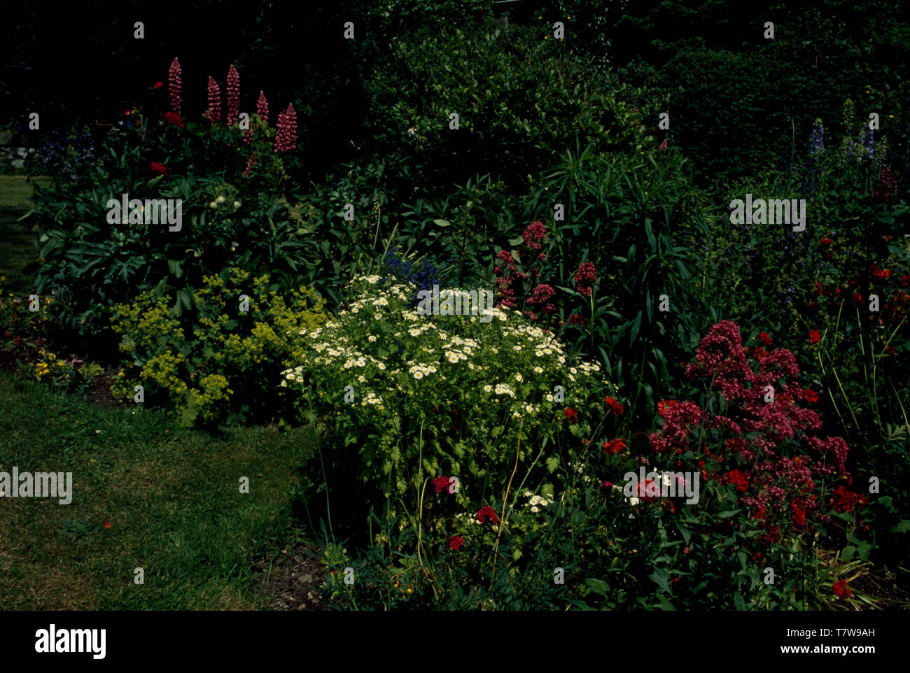 Feverfew and red valerian in summer border Stock Photo